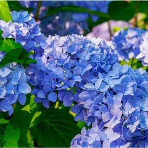 Meet your Posher, JJ